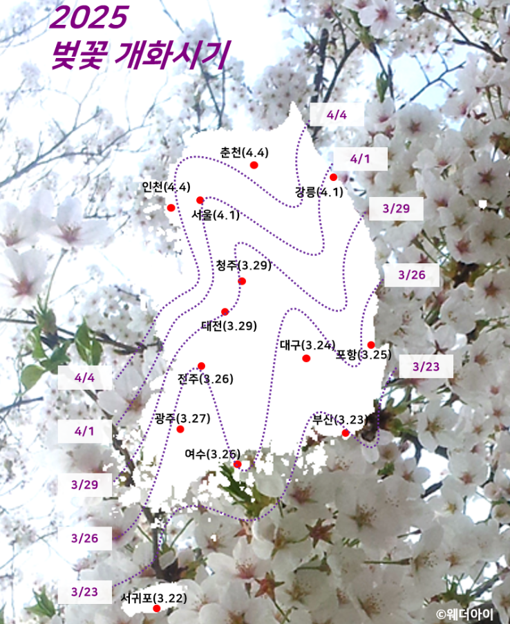 25년 벚꽃 개화시기 전국 일정