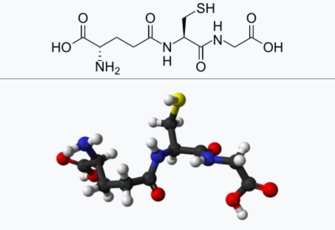 글루타치온_천연항산화물질