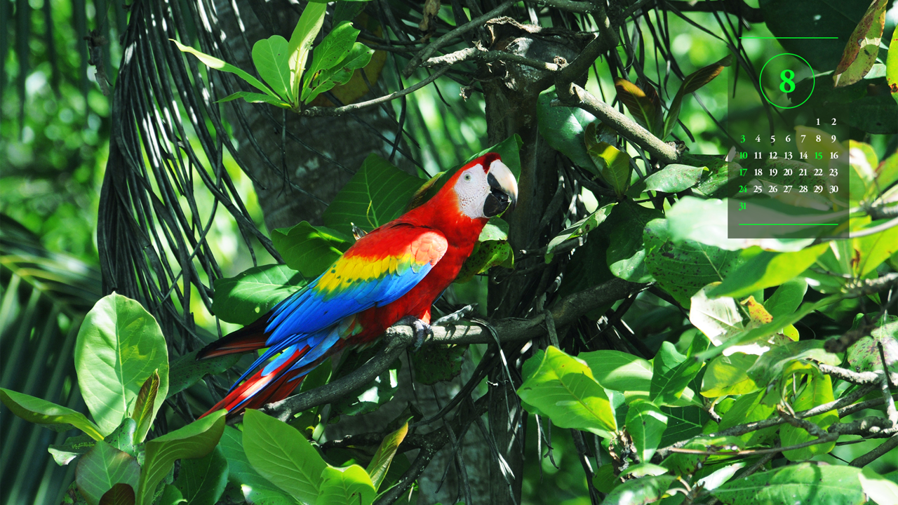 07 스칼렛 마카우 옆모습 A - 2025년8월 노트북배경화면