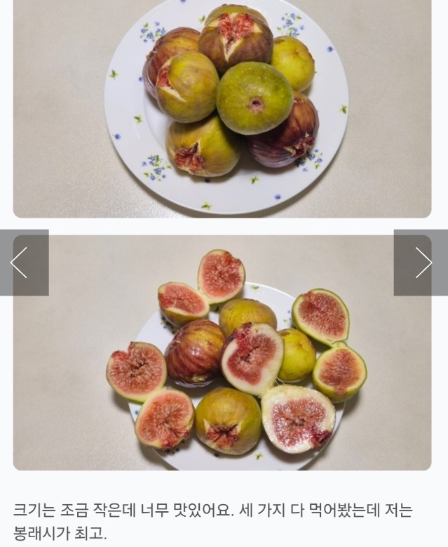 영암-재래종-무화과