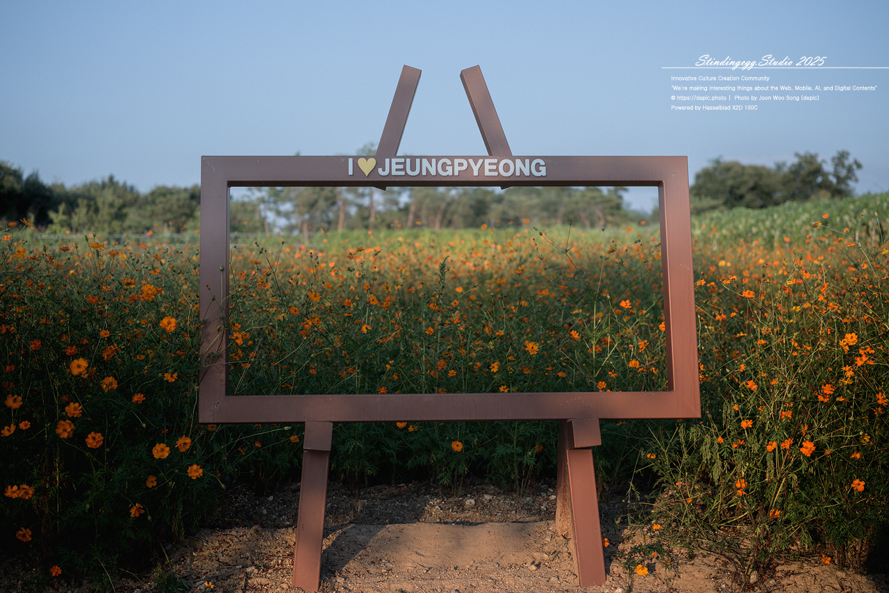 #증평 #증평군농업기술센터 #코스모스 #가을