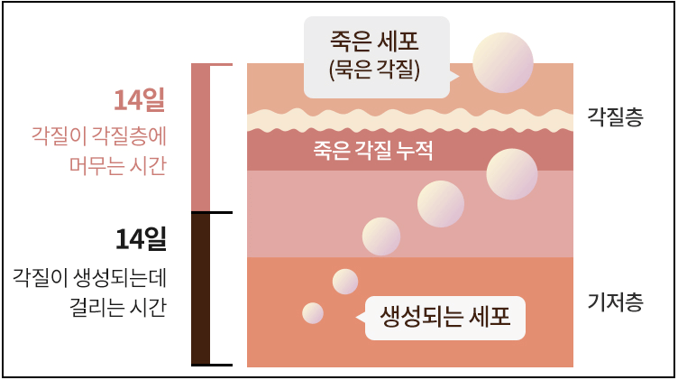 레티놀을 써야 하는 이유