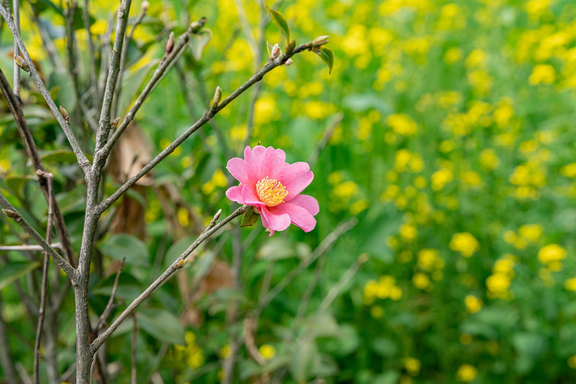 #JW가든 #JW메리어트제주 #댄싱두루미 #더플라잉호그 #아일랜드키친 #유채꽃 #제주사진 #제주여행 #제주유채꽃 #제주호텔