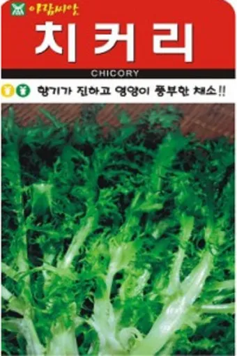 치커리 재배 쓴맛 줄이기 차광 요령 물 관리_3