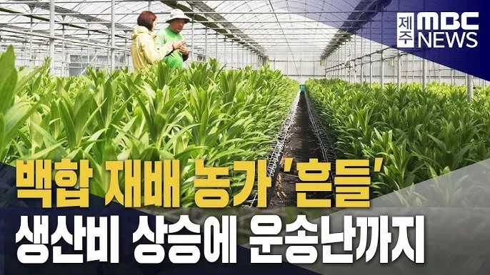 백합 재배 비늘줄기 분주 일조량 관리 절화 수확_4