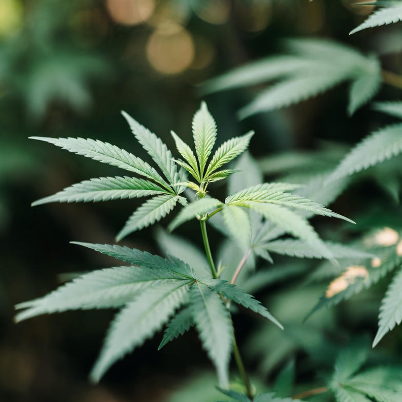 마 종자유 부작용 보다 효능