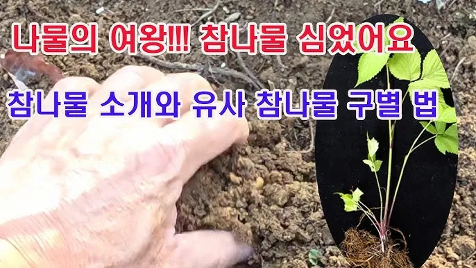참나물 재배 반그늘 키우기 물 관리 잎 수확_9
