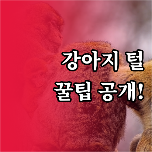 🐶🚿 우리 강아지 털, ✨ 윤기 좔좔..