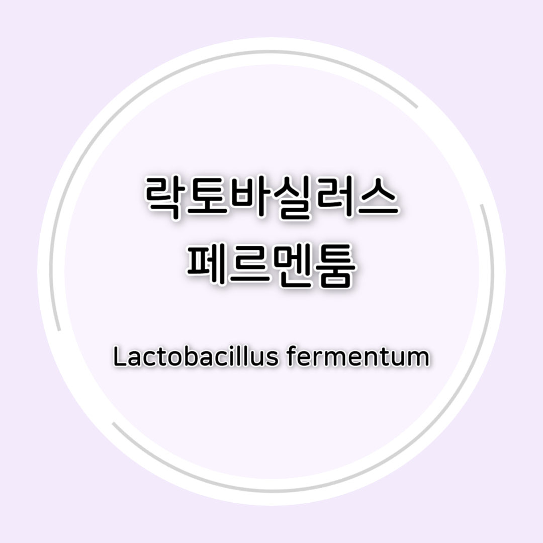 락토바실러스 페르멘툼(Lactobacillus fermentum)효능 총정리