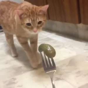 고양이 구역질 원인, 증상, 관리_31