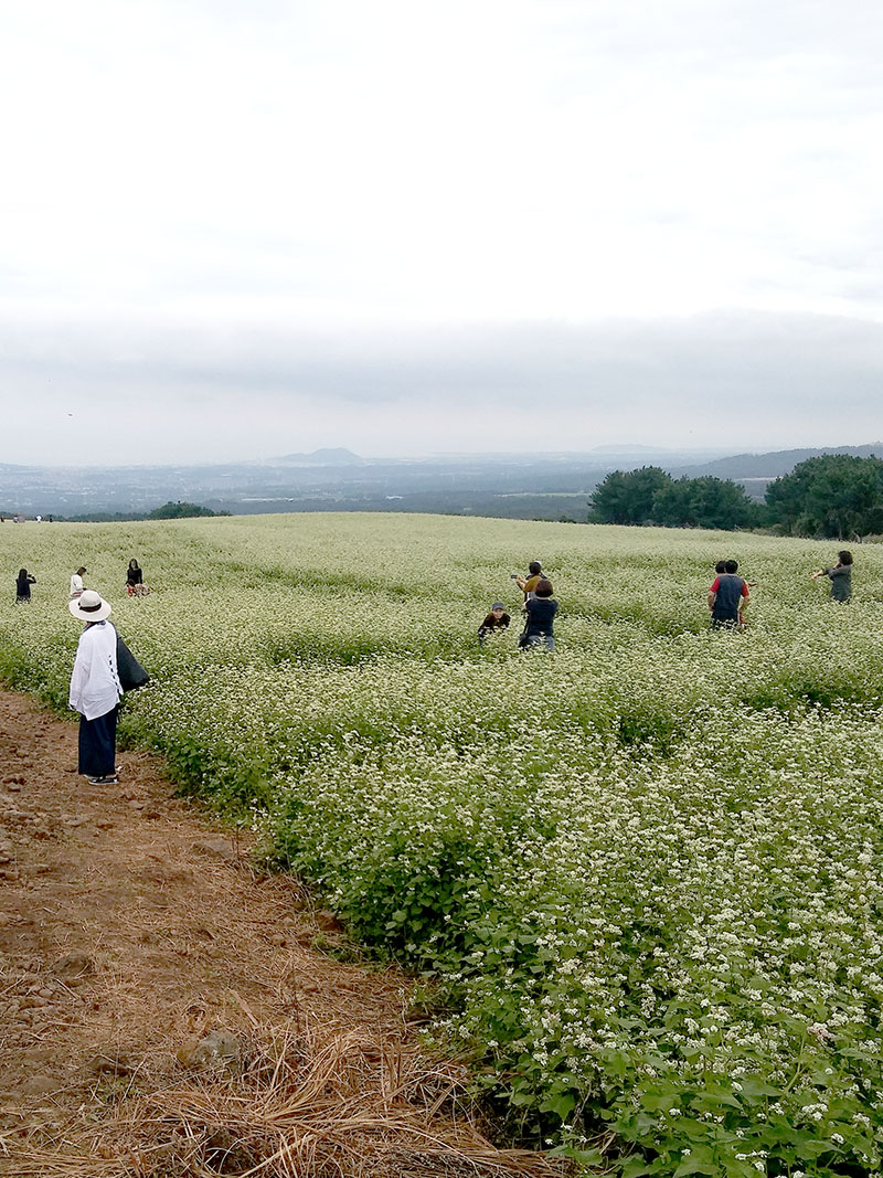 제주 오라동 메밀밭 메밀꽃 축제