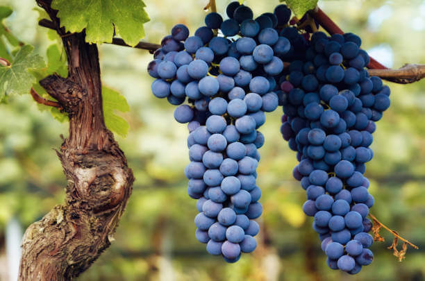 더덕구이 &amp; 바롤로(Barolo) 와인 페어링｜흙내음과 장미의 깊이가 만나는 명상의 식탁