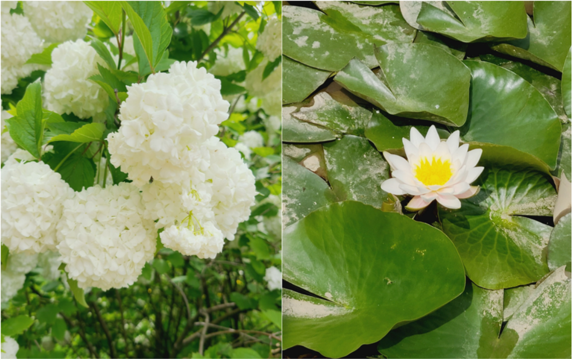 푸른 수목원 꽃