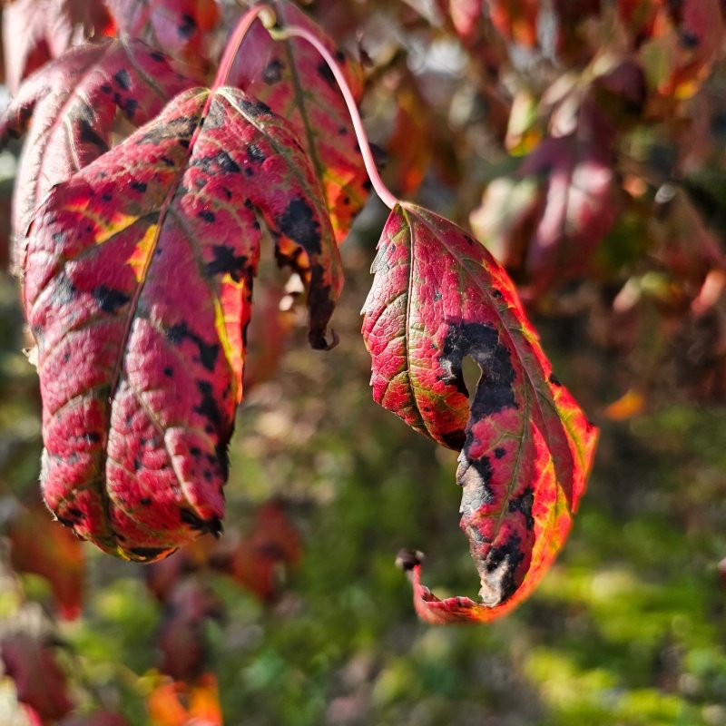 갤럭시S23-울트라로-촬영한-단풍