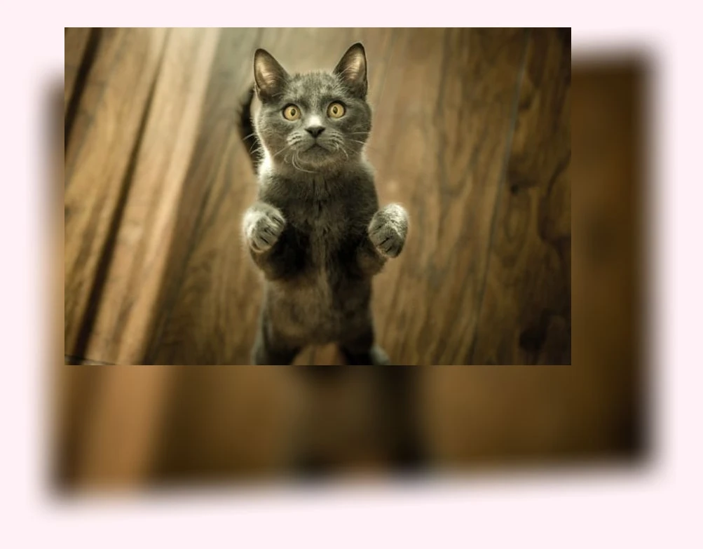 고양이 이동장 선택_3_subsection