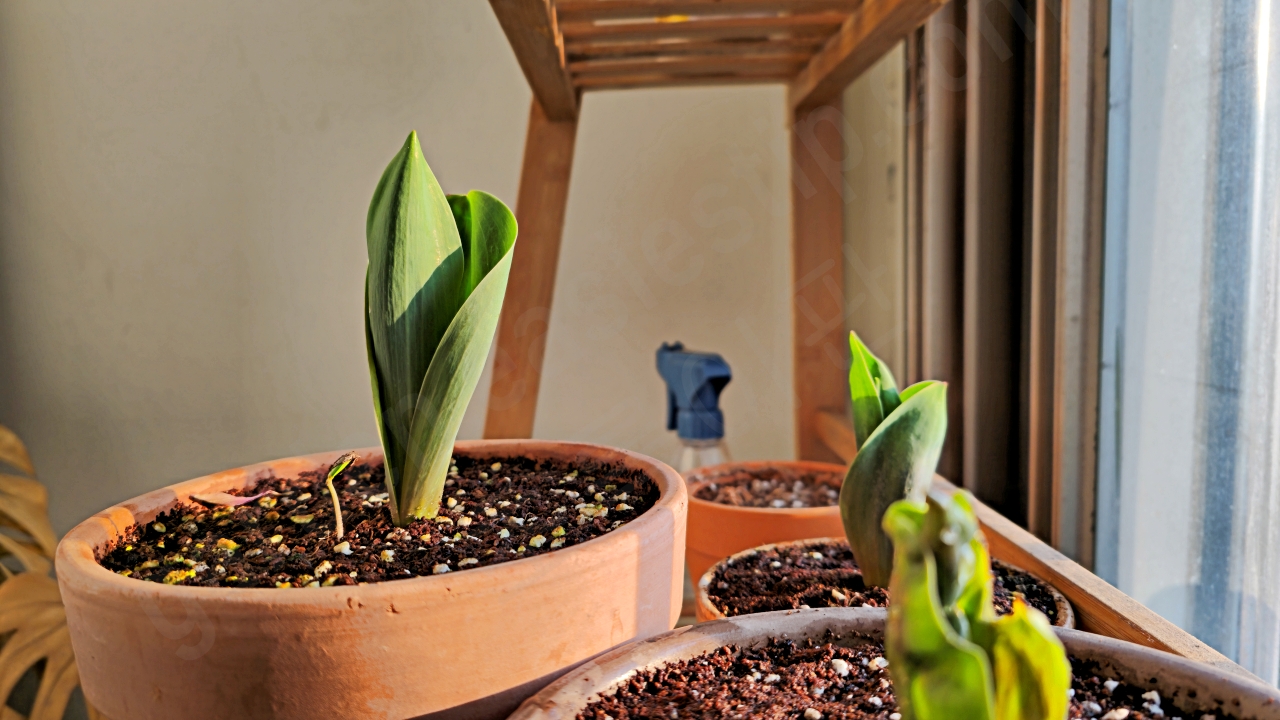 베란다에서 키우는 튤립 구근