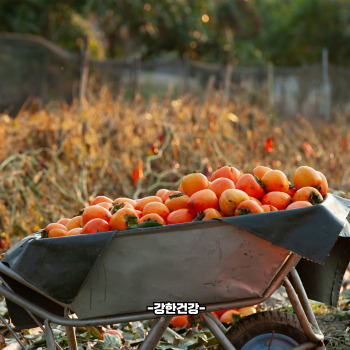 대봉감 홍시 만드는법