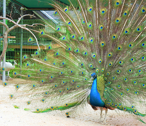 아침고요가족동물원1