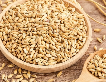 파로 원물 사진