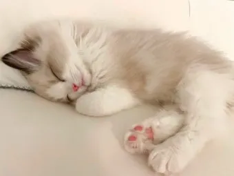"고양이