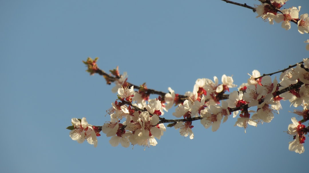 Jindo Cherry Blossom