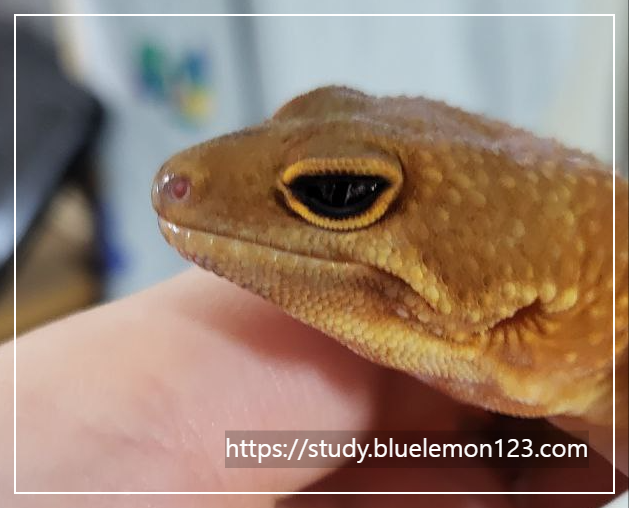 레오파드 게코의 눈 색깔과 시력 특징