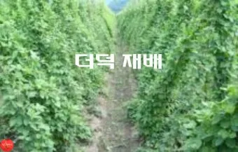 더덕 재배 그늘 재배 토심 확보 줄기 관리_11