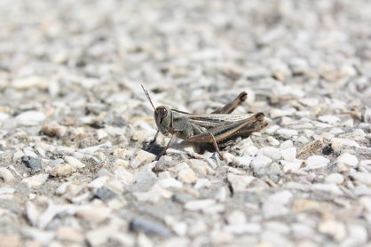 점프력의 최강자: 메뚜기 vs. 벼룩