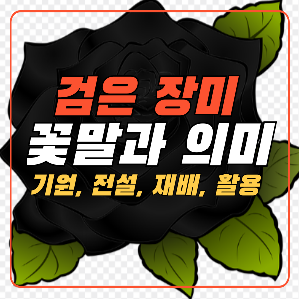 검은장미 꽃말