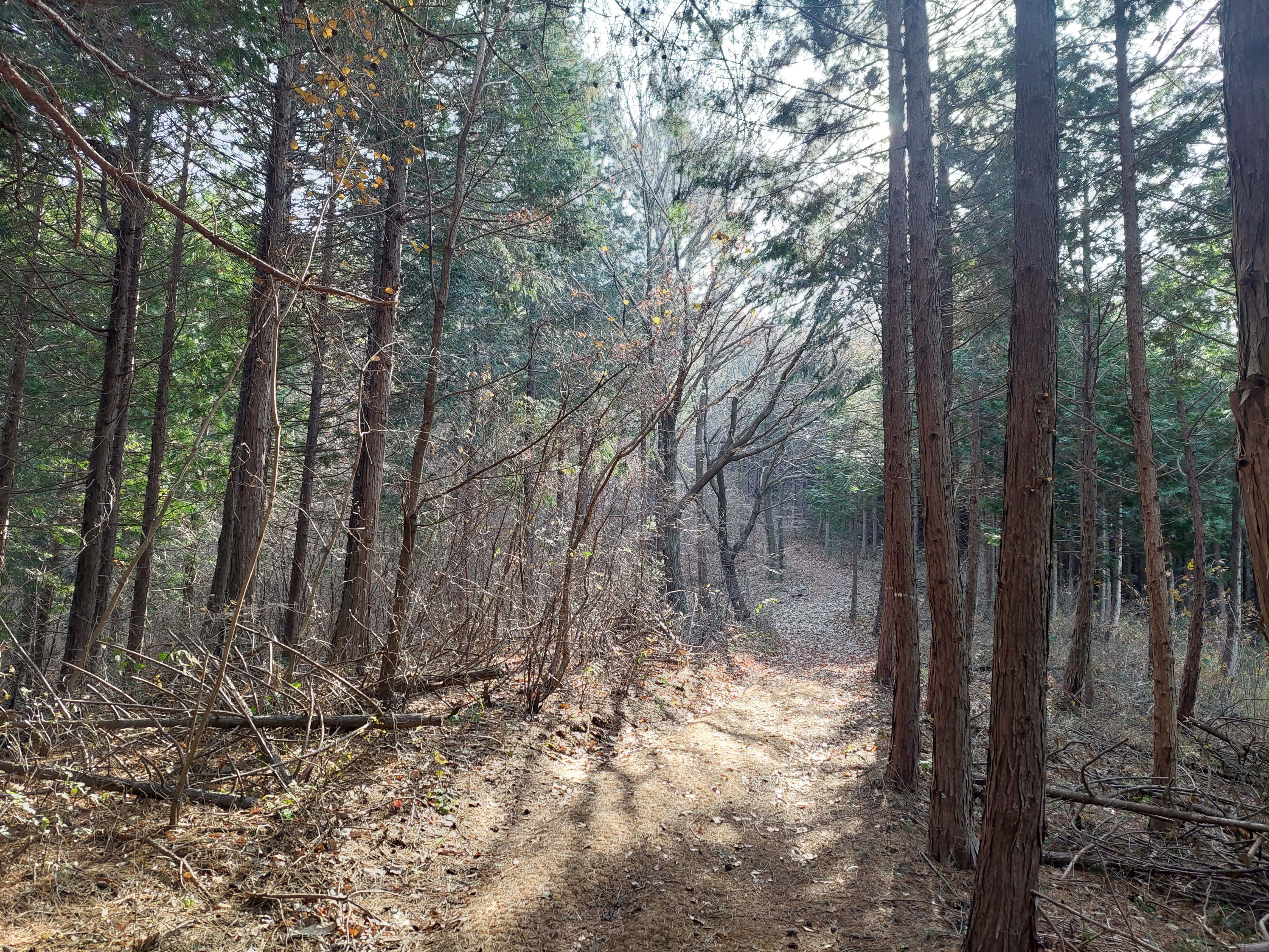 축령산