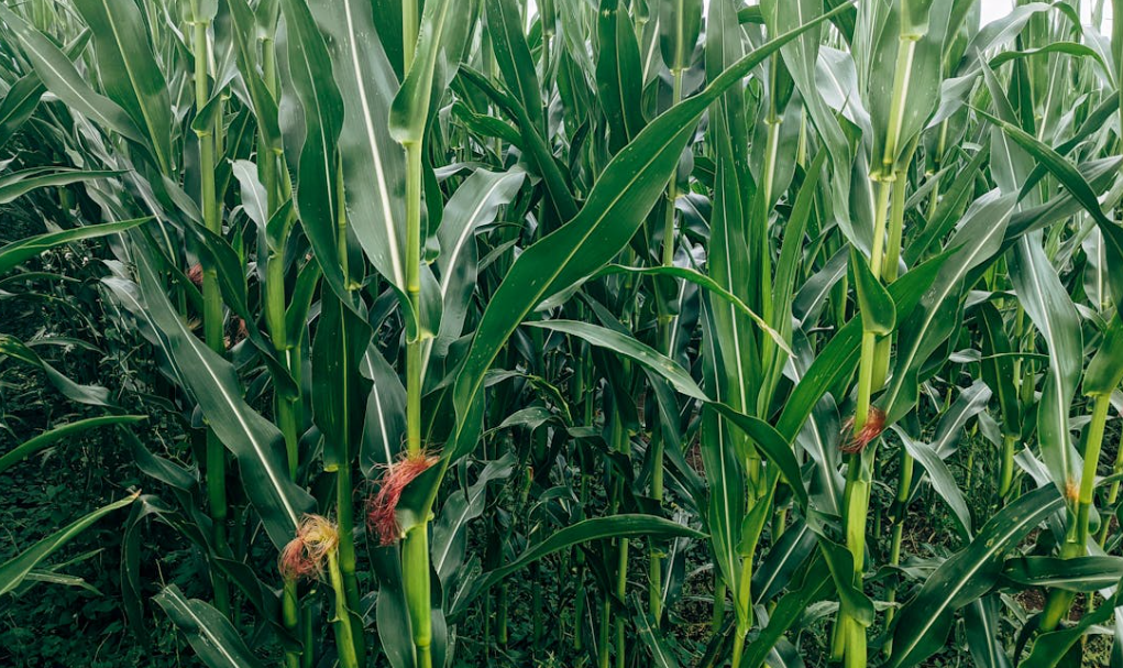 옥수수 밭을 촬영한 GMO 관련 이미지