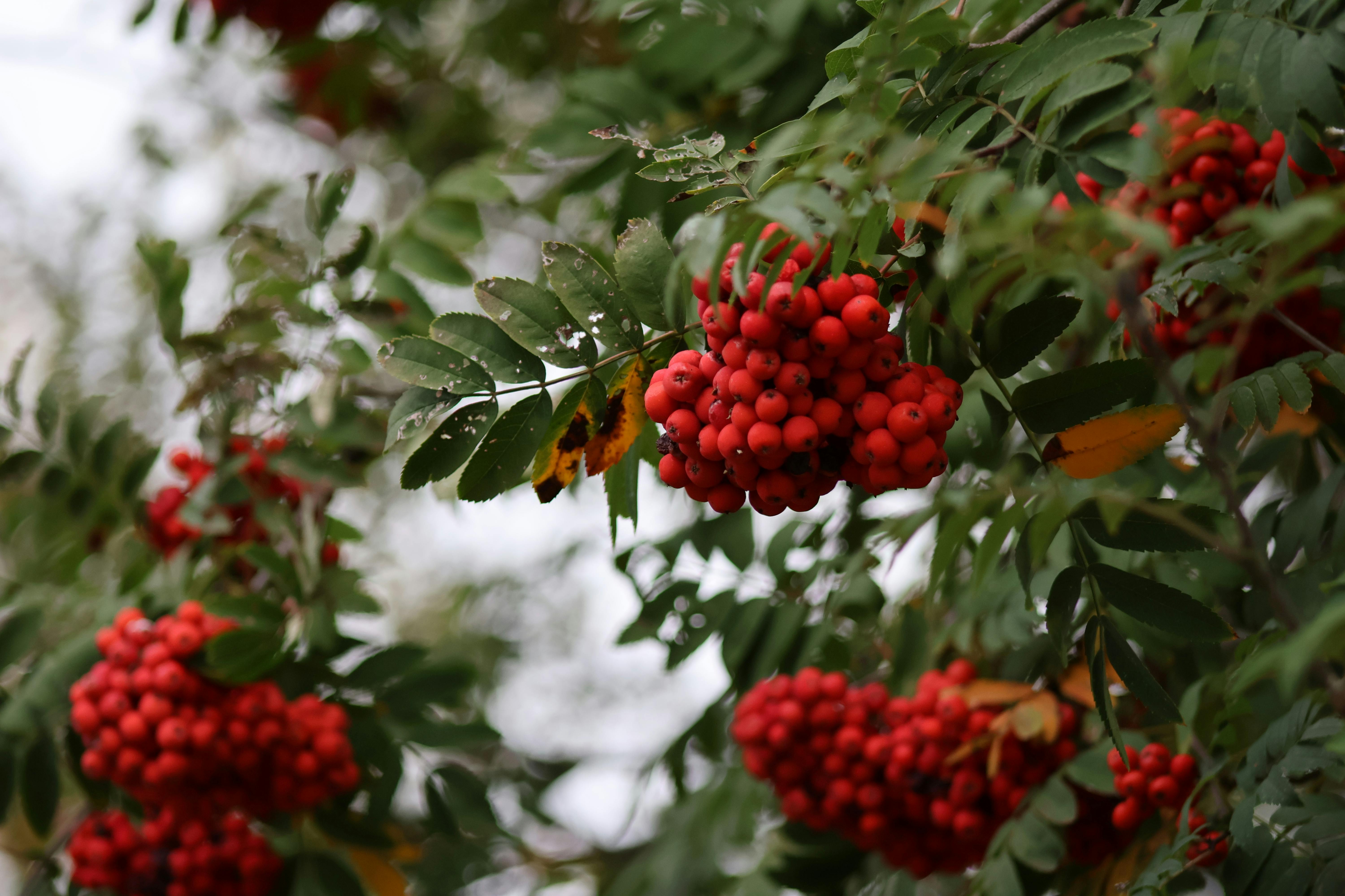 마가목 열매 효능