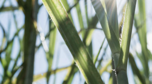 폴리코사놀의효능