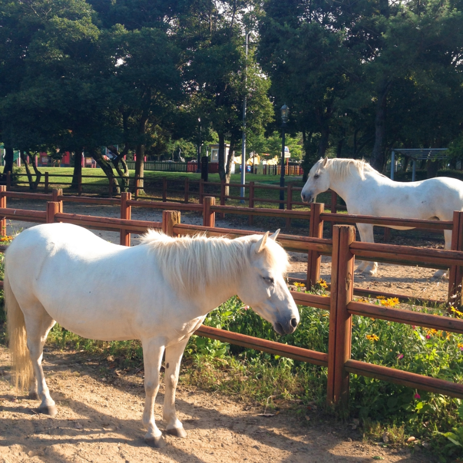 10월 지역 축제 제주 가을 축제