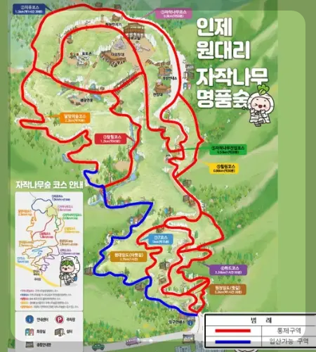 인제 자작나무 숲 부분 개방 구역_1