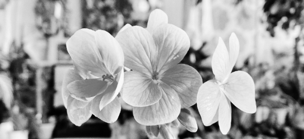 제라늄 분갈이: 주로 봄철