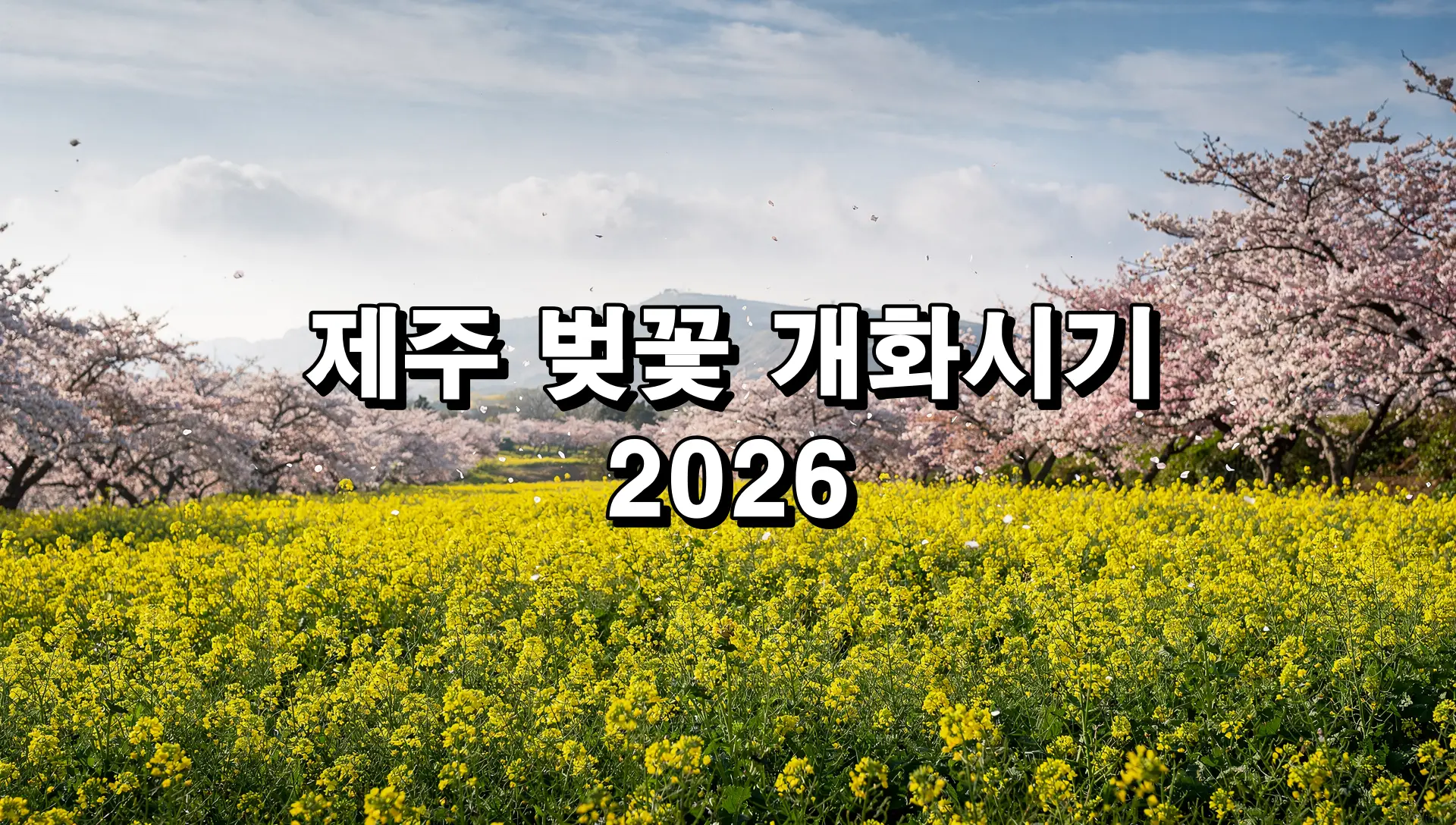 제주 벚꽃 개화시기