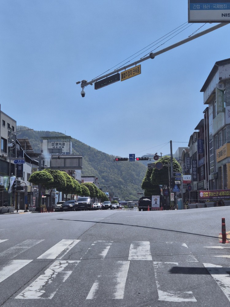단양의 가로수