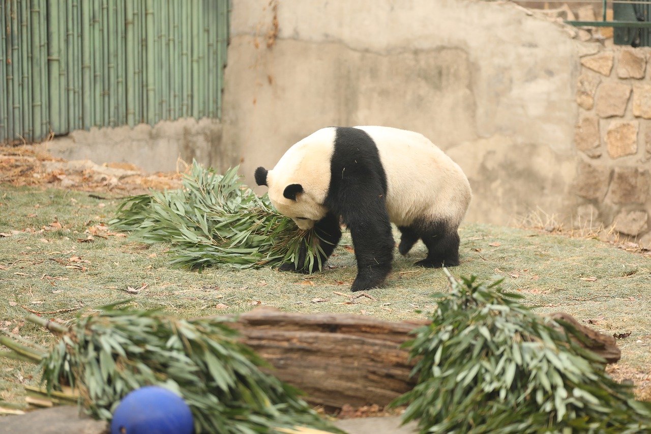 푸바오 동생 이름&amp;#44; 투표결과 바로보기