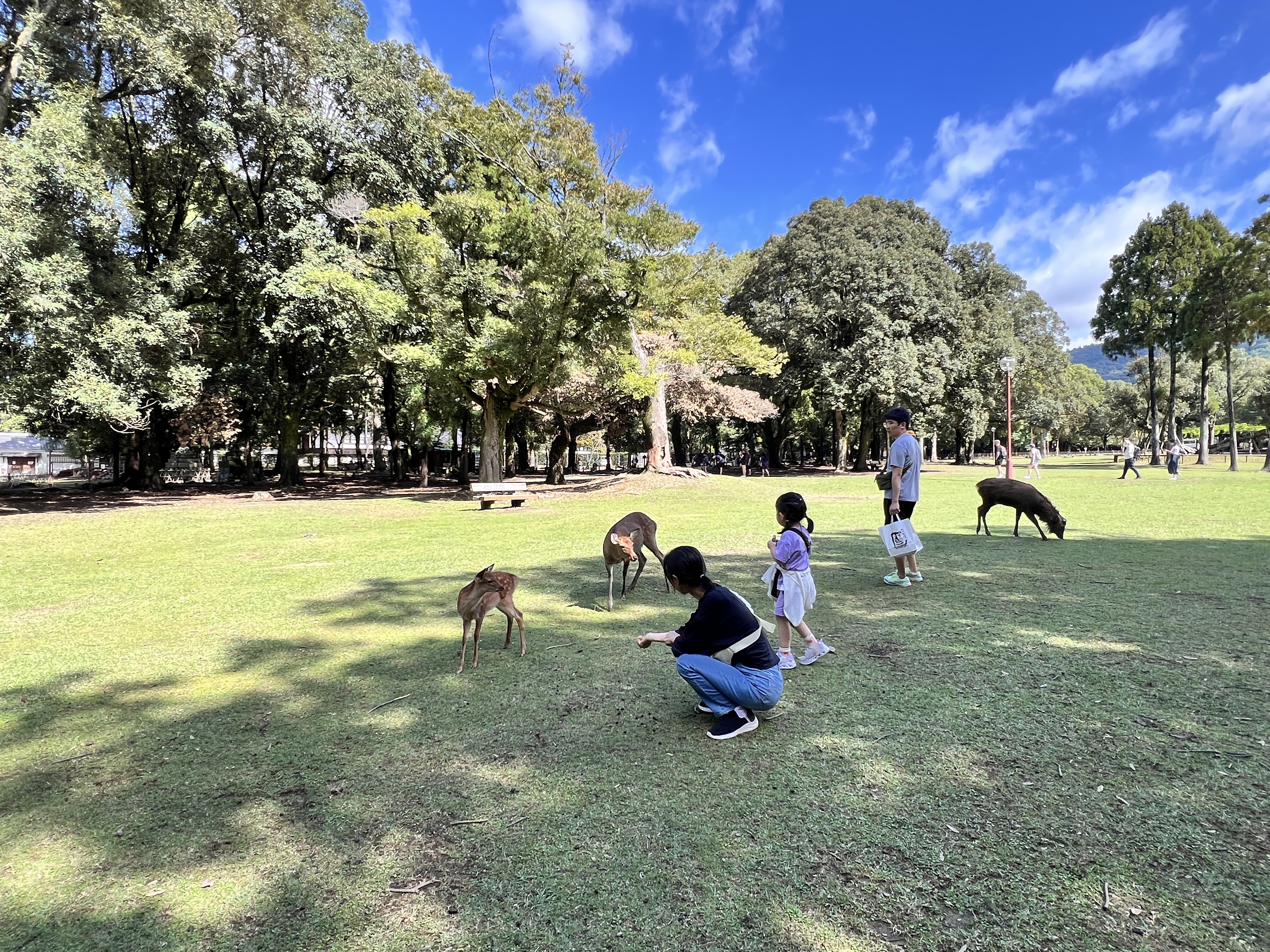 사슴과 어울릴 수 있는 나라공원