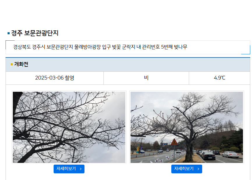 2025년 벚꽃 개화 시기, 기상청과 웨더아이에서 쉽게 확인하는 방법 🌸