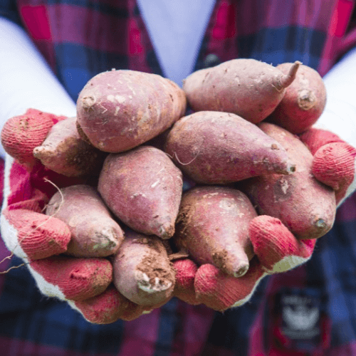 장운동에 좋은 음식