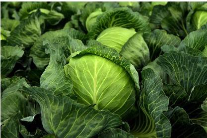 평창 고랭지 절임배추 예약