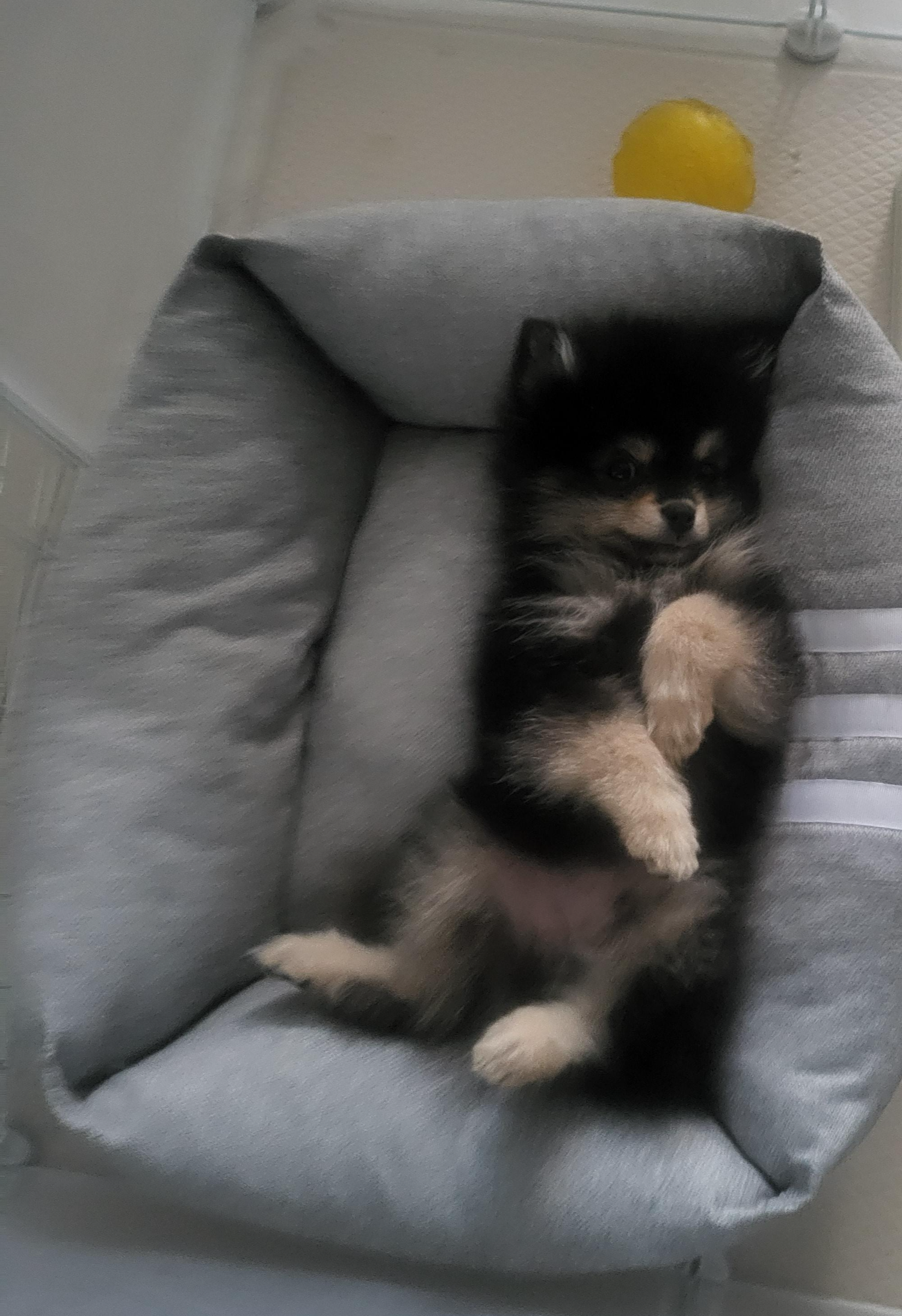 잠을 자는 달콩