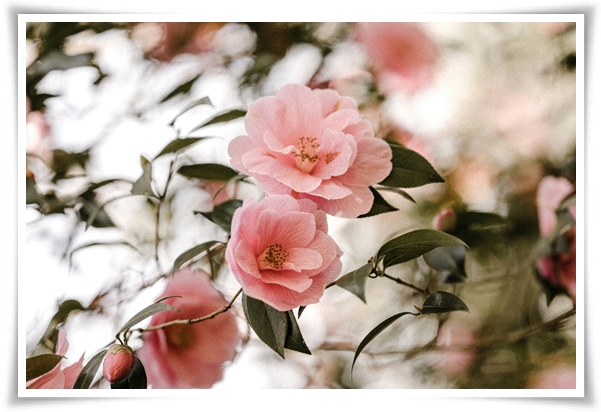 "동백꽃" 겨울의 끝 봄의 우아함을 담은 붉은 보석!