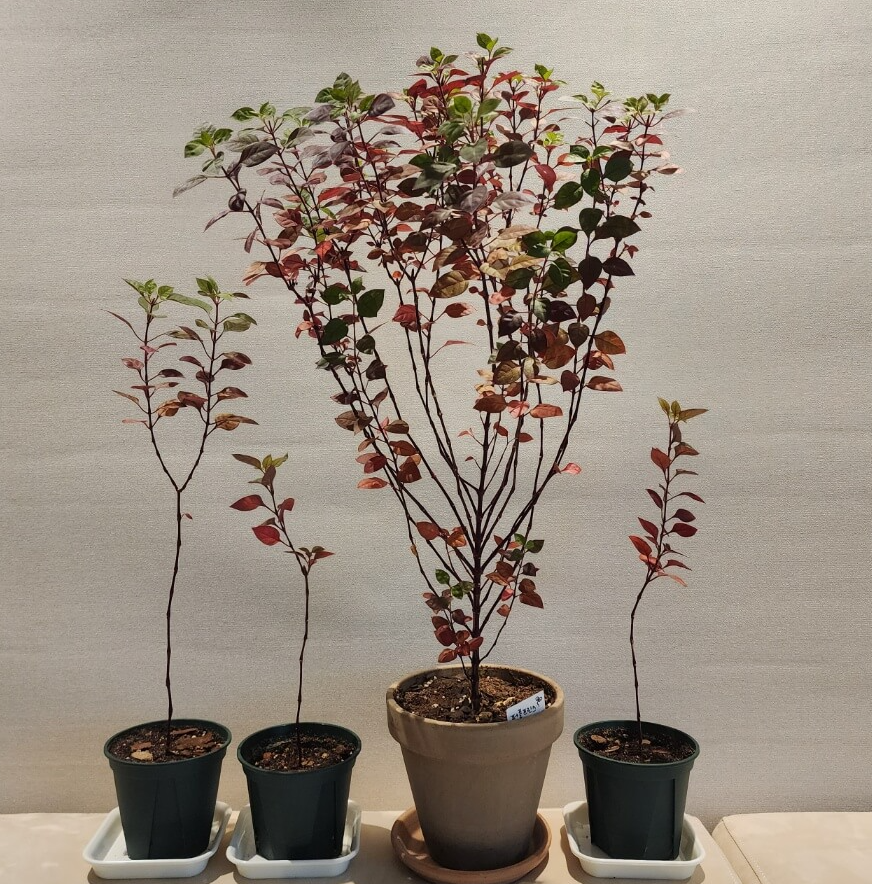 새순은 초록잎으로 햇빛을받으면 붉게변합니다.