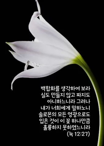 매일성경묵상(누가복음 12장 13-34절) 누가 네 인생의 주인이냐?_6