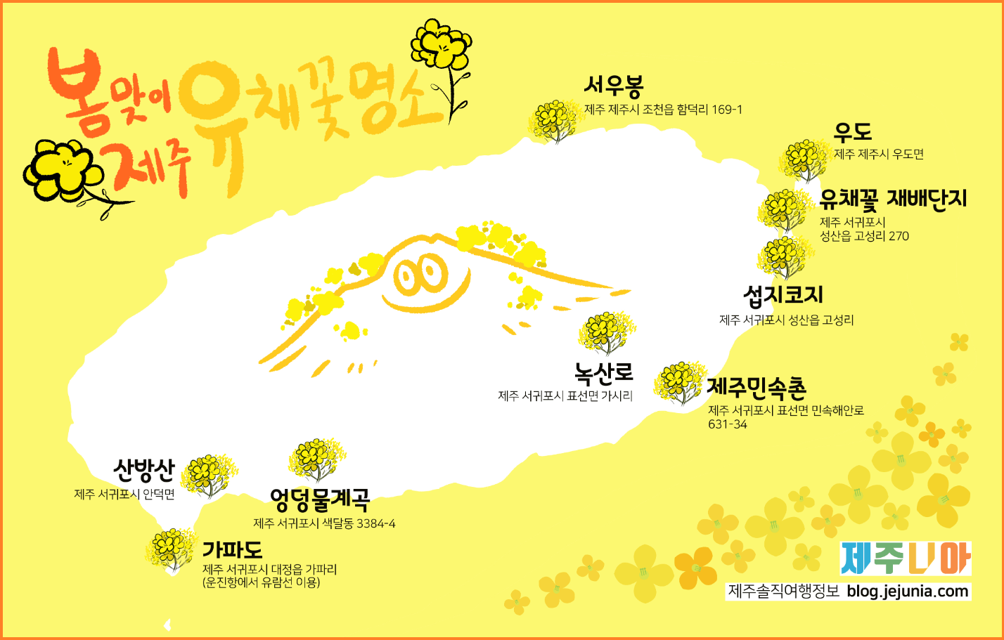 24년-유채꽃-개화시기-유채꽃명소-안내