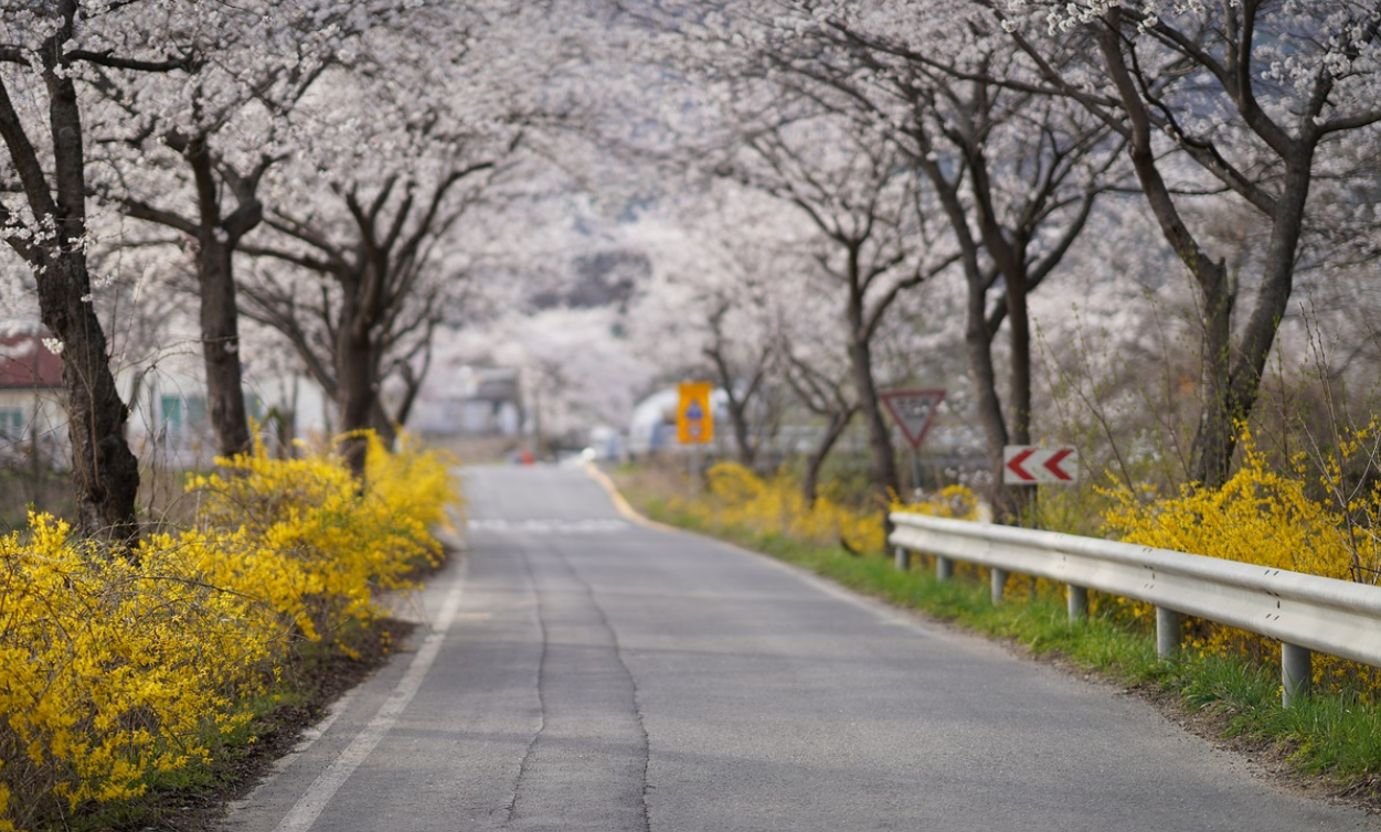 벚꽃여행