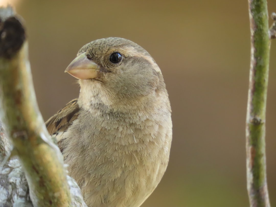 '새가버치'의 영어로 'Bird Birch'를 추천합니다.